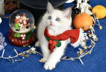 ラグドール【東京都・男の子・2021年10月18日・ブルーポイントバイカラー】の写真「遊び大好き元気な子」