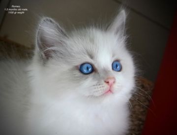 ラグドール【東京都・男の子・2019年5月27日・ブルーポイントバイカラー】の写真「ハイグレードな骨格のしっかりした優しい子です」