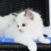 ラグドール【東京都・男の子・2024年9月12日・ブルーポイントバイカラー】の写真1