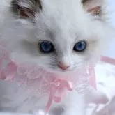 ラグドール【東京都・女の子・2024年5月18日・ブルーポイントバイカラー】の写真1「7月5日撮影」