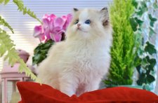 ラグドール【・女の子・2022年9月24日・シールポイントバイカラー】