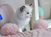 ラグドール【東京都・男の子・2024年9月12日・ブルーポイントバイカラー】の写真3