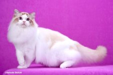 ラグドール【・男の子・2023年4月12日・チョコレートリンクスポイントバイカラー】