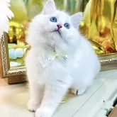 ラグドール【東京都・男の子・2025年8月25日・クリームリンクスポイントバイカラー】の写真14