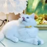 ラグドール【東京都・男の子・2025年8月25日・クリームリンクスポイントバイカラー】の写真15