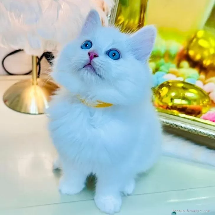 ラグドール【東京都・男の子・2025年8月25日・クリームリンクスポイントバイカラー】の写真1