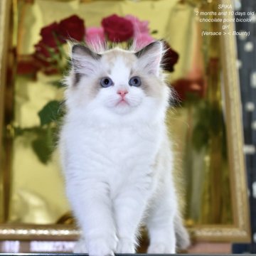 ラグドール【東京都・女の子・2025年2月25日・チョコレートポイントバイカラー（長毛）】の写真「濃いブルーアイで甘い顔の優しい性格の子です」