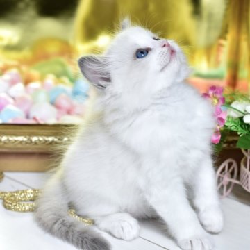 ラグドール【東京都・男の子・2025年2月25日・ブルーポイントバイカラー（長毛）】の写真「健康優良で優しい人懐こい子猫です」