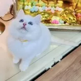 ラグドール【東京都・男の子・2025年8月25日・クリームリンクスポイントバイカラー】の写真3