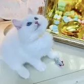 ラグドール【東京都・男の子・2025年8月25日・クリームリンクスポイントバイカラー】の写真4