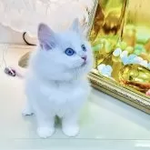 ラグドール【東京都・男の子・2025年8月25日・クリームリンクスポイントバイカラー】の写真5