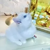 ラグドール【東京都・男の子・2025年8月25日・クリームリンクスポイントバイカラー】の写真6