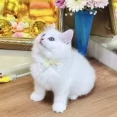 ラグドール【東京都・男の子・2025年8月25日・クリームリンクスポイントバイカラー】の写真8