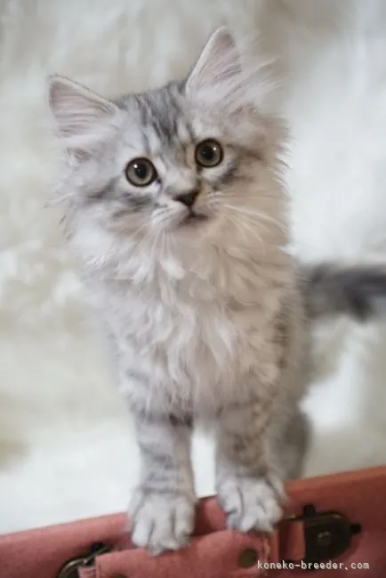 ID：2110-00486の子猫