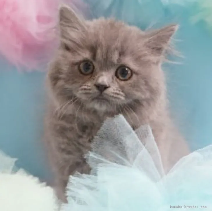 ID:2306-00620の子猫