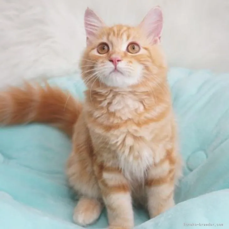 ID:2206-00596の子猫