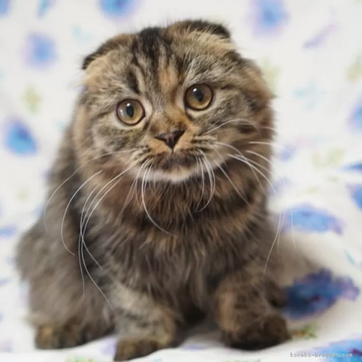 ID：2405-01663の子猫