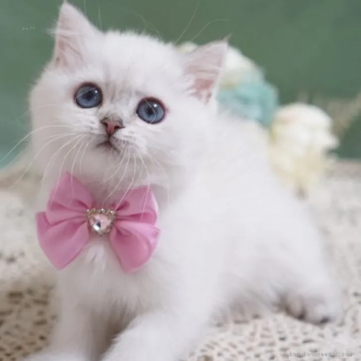 ID:2309-02743の子猫