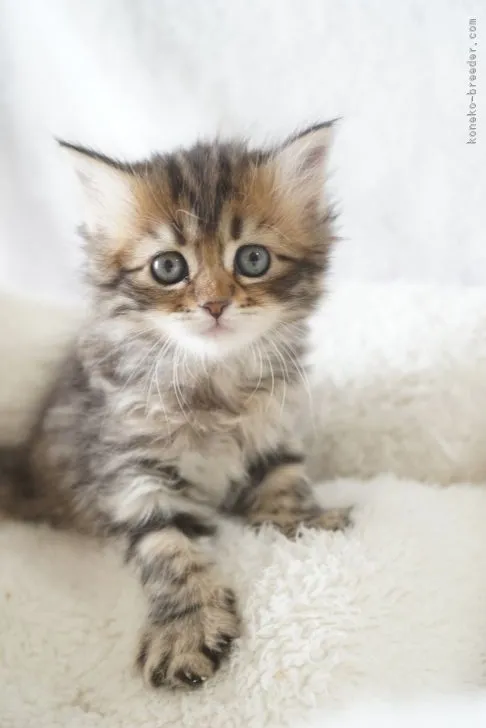 ID:2202-01580の子猫