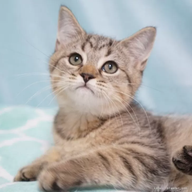 ID：2410-02644の子猫