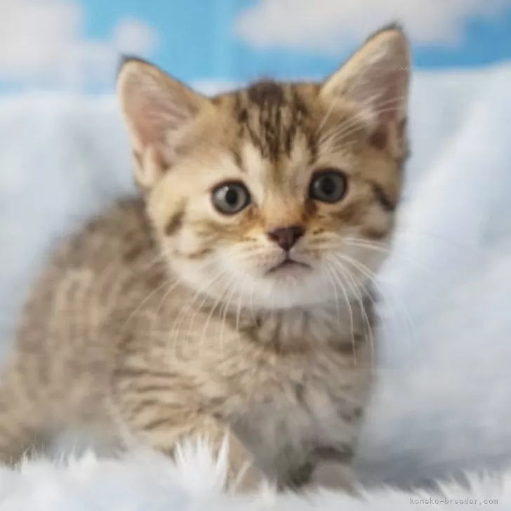 ID:2406-00450の子猫