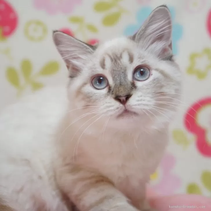 ID:2406-03395の子猫