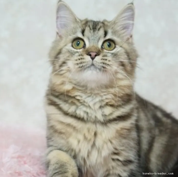 ID：2311-02749の子猫