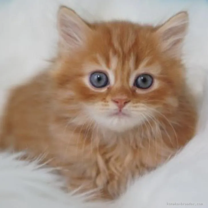ID：2301-01187の子猫