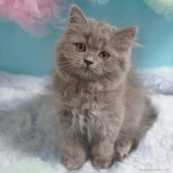 ID：2306-00619の子猫