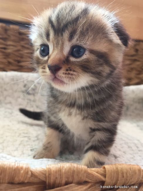 マニ 様のお迎えした子猫