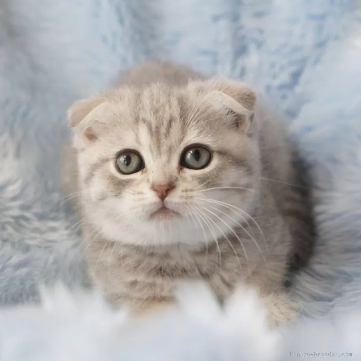 A.K 様のお迎えした子猫