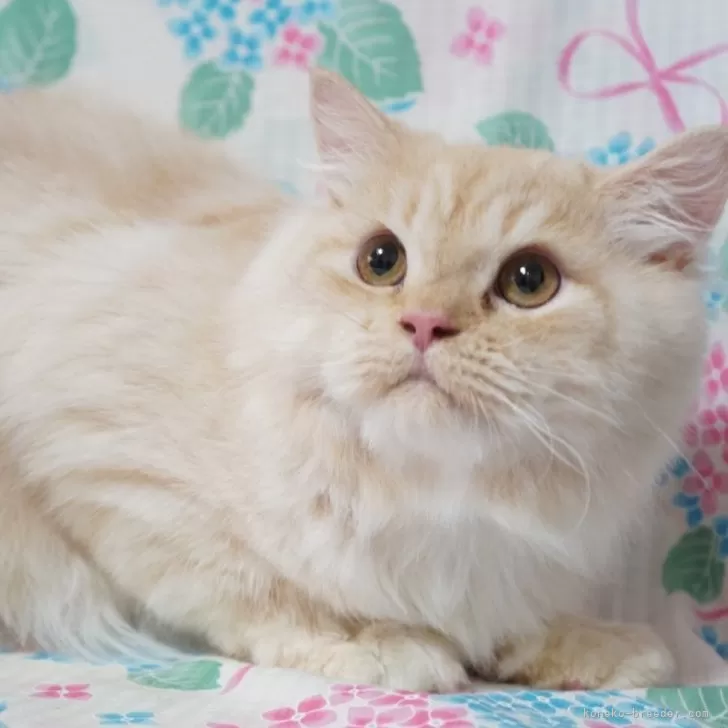 ID:2308-02861の子猫