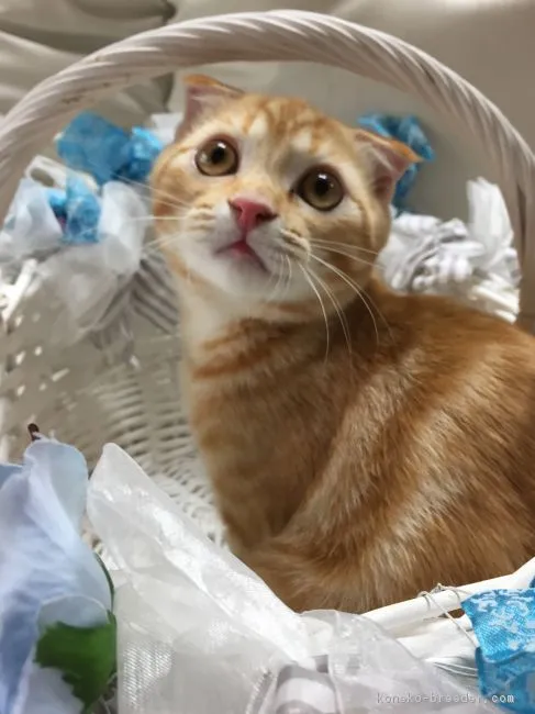 ID：1805-00943の子猫