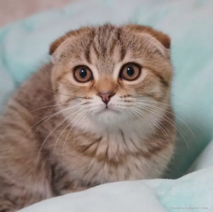 ID:2401-00844の子猫
