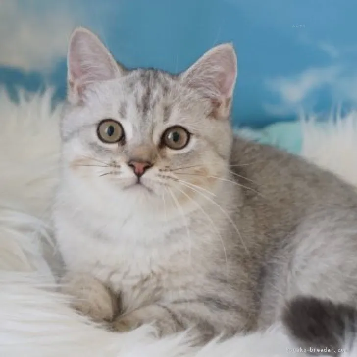 ID：2310-00461の子猫