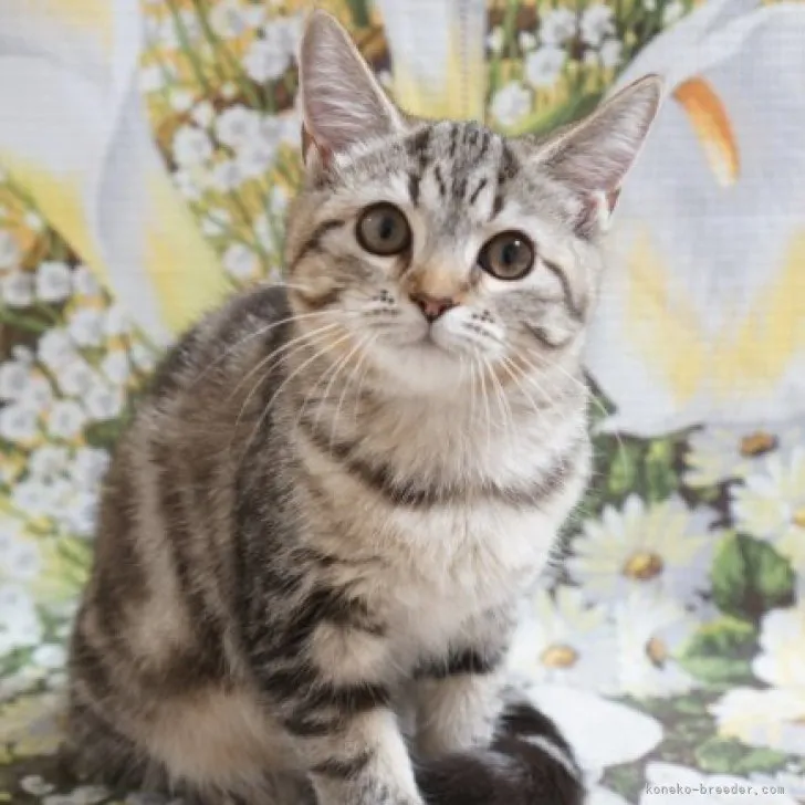 ID:2309-00940の子猫