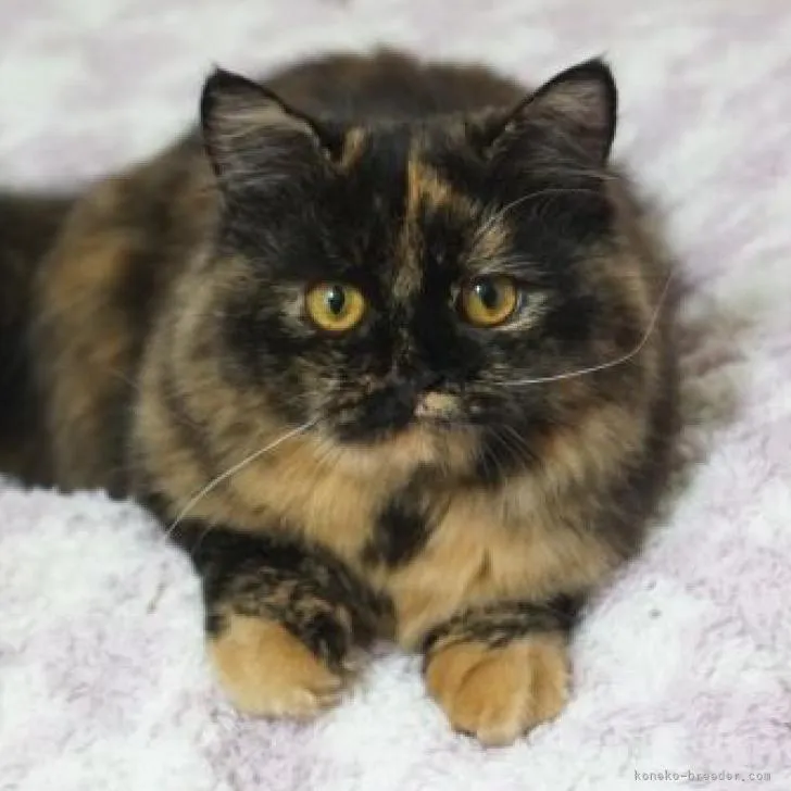 ID：2204-02600の子猫