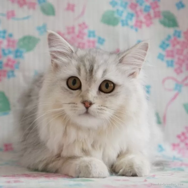 ID：2402-02414の子猫