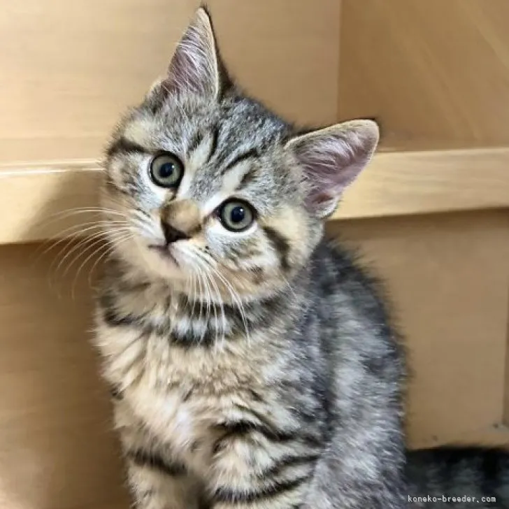 ID：2308-03058の子猫