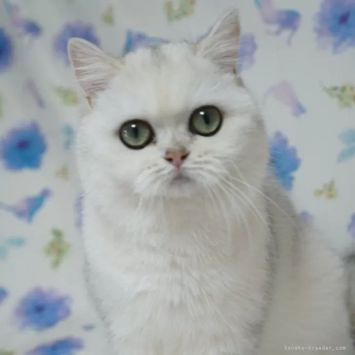 ID:2312-00001の子猫