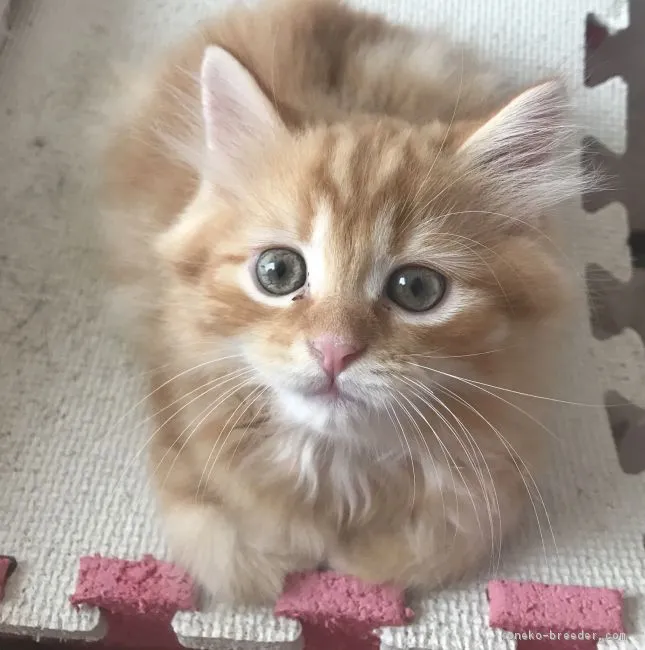 ID：1809-00971の子猫