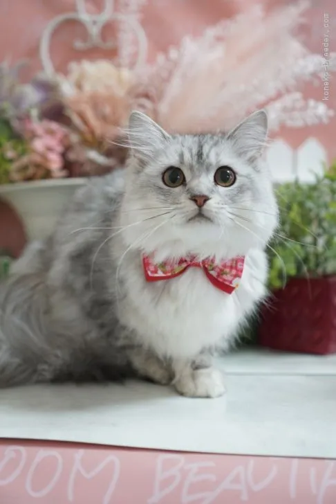 ID：2111-02474の子猫