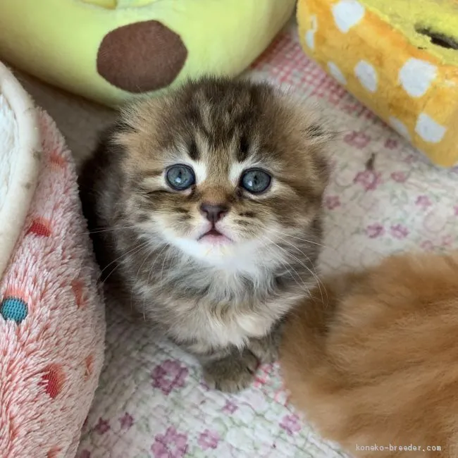 ID：2005-00403の子猫