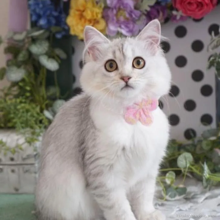 ID:2206-02437の子猫