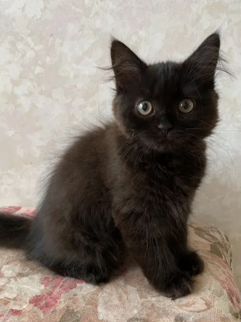 ID:2201-00264の子猫