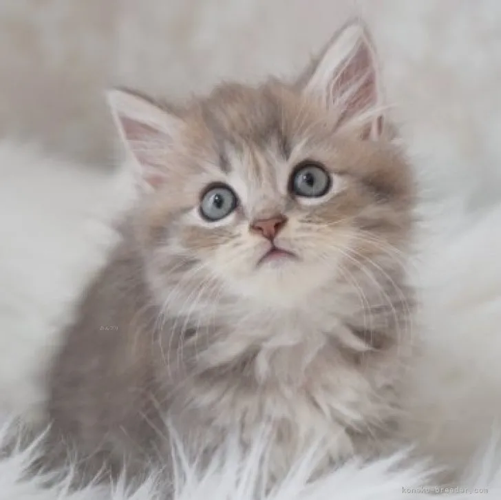 ID:2309-00277の子猫