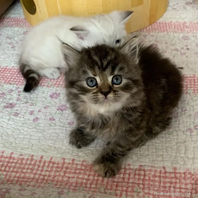 ID：2004-02228の子猫