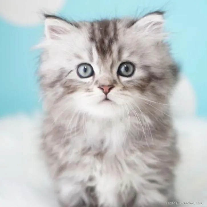 ID:2301-01927の子猫