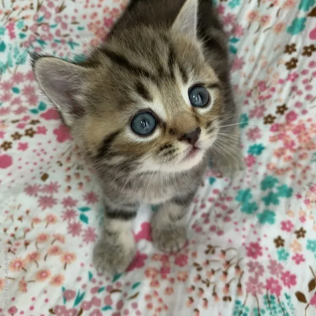 ID:2009-00425の子猫