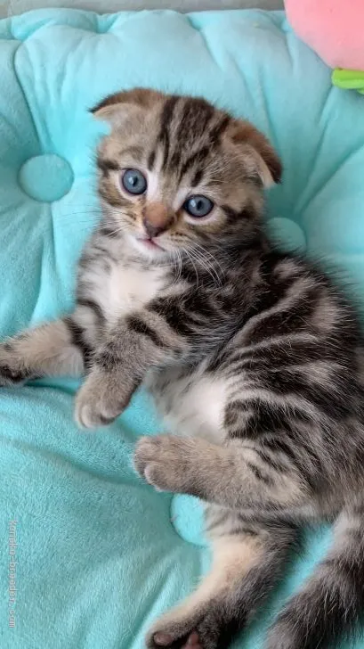 ID：2005-00628の子猫
